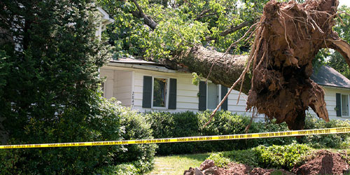 Hazard Tree Removal