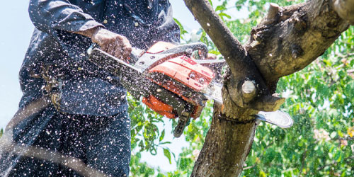 Tree Trimming